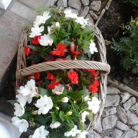Guesthouse Tomas Čatrnja المظهر الخارجي الصورة